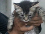 Mix Persian Kitten - Persian Cat