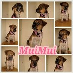 Muimui - Mixed Breed Dog