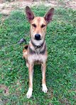 Foxxy - German Shepherd Dog + Beagle Dog