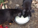 Brucie and Lily are brothers and sisters, drinking milk