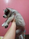 Cute Wooly Husky  - Siberian Husky Dog