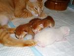 Angelic Mother Cat With 3 Newborn K - Domestic Short Hair Cat