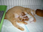 Angelic Mother Cat With 3 Newborn K - Domestic Short Hair Cat