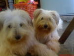 Coco And Nicky - Terrier Dog