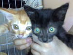 Kity & Mini - Persian Cat