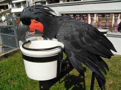 Max - Cockatoo Bird