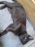 Kelabu - Russian Blue Cat