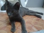 Kelabu - Russian Blue Cat