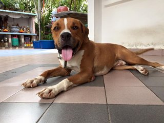 Zai Zai - Pit Bull Terrier Dog