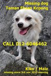 Missing dog at taman ehsan kepong { kepong people, please share } Kiko, male dog, long hair mix chih