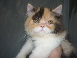 Si Comel 3 Color - Persian Cat