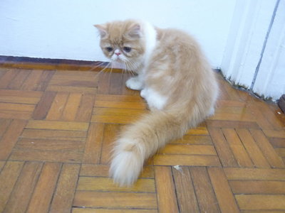 Fmale Kucing Parsi - Persian Cat