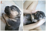 2weeks Old Puppy Female - Mixed Breed Dog