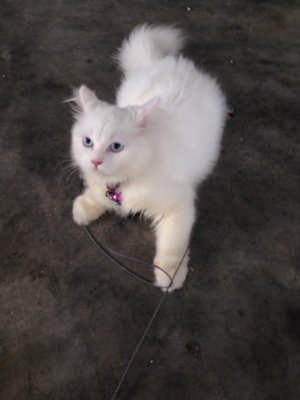 Bella - Persian Cat