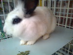 Junior - Angora Rabbit + Bunny Rabbit Rabbit