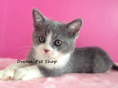 British Short Hair - British Shorthair Cat