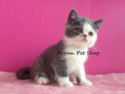 British Short Hair 01 - British Shorthair Cat