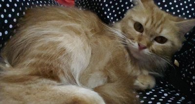 Fiffy - Domestic Medium Hair Cat