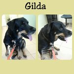 Sweet Gilda is absolutely friendly!!
