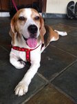 Found Beagle - Beagle Dog