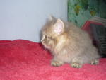 PF5159 - Domestic Long Hair Cat