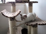 Huxley - Siamese + Domestic Medium Hair Cat