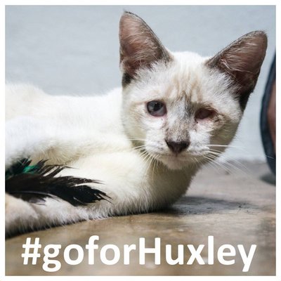 Huxley - Siamese + Domestic Medium Hair Cat