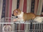 American Pitbull Terrier - Pit Bull Terrier Dog