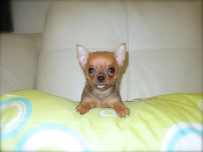 Money - Chihuahua Dog
