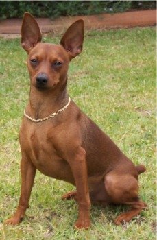 pinscher miniature mini female pinschers dog min years adopted petfinder pet dogs breeds pins puppydogweb