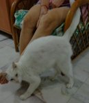 Ah Man - Domestic Short Hair Cat