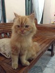 Garfield (Bukit Antarabangsa) - Domestic Long Hair Cat