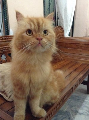 Garfield (Bukit Antarabangsa) - Domestic Long Hair Cat