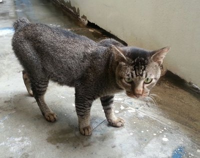C1(5) Jacky - Domestic Short Hair Cat