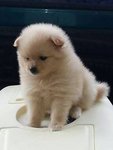 Imported Pomeranian Us Lined - Pomeranian Dog