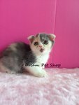 Scottish Fold 05 - Scottish Fold Cat