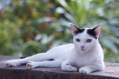 Natasha - American Shorthair Cat