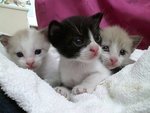 3 Cute Kittens - Domestic Short Hair Cat