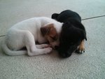 K's Puppies - Mixed Breed Dog