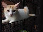 Gingy - Domestic Medium Hair Cat