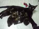 Luna Babies - Domestic Short Hair Cat