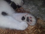 Puteri Bulus - Domestic Medium Hair Cat