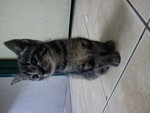 PF51746 - Domestic Short Hair Cat