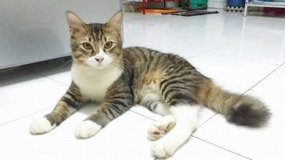 Melmel - Domestic Medium Hair Cat