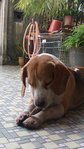 Rocky - Beagle Dog