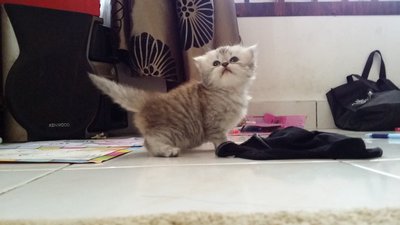 Nescafe And Gemok Family - Persian Cat