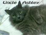 Uncle Ashley - Norwegian Forest Cat Cat