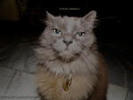 Uncle Ashley - Norwegian Forest Cat Cat