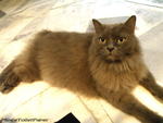 Uncle Ashley - Norwegian Forest Cat Cat