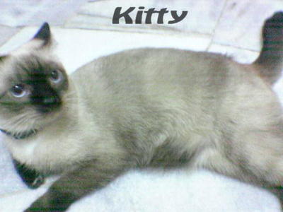 Kitty - Siamese Cat